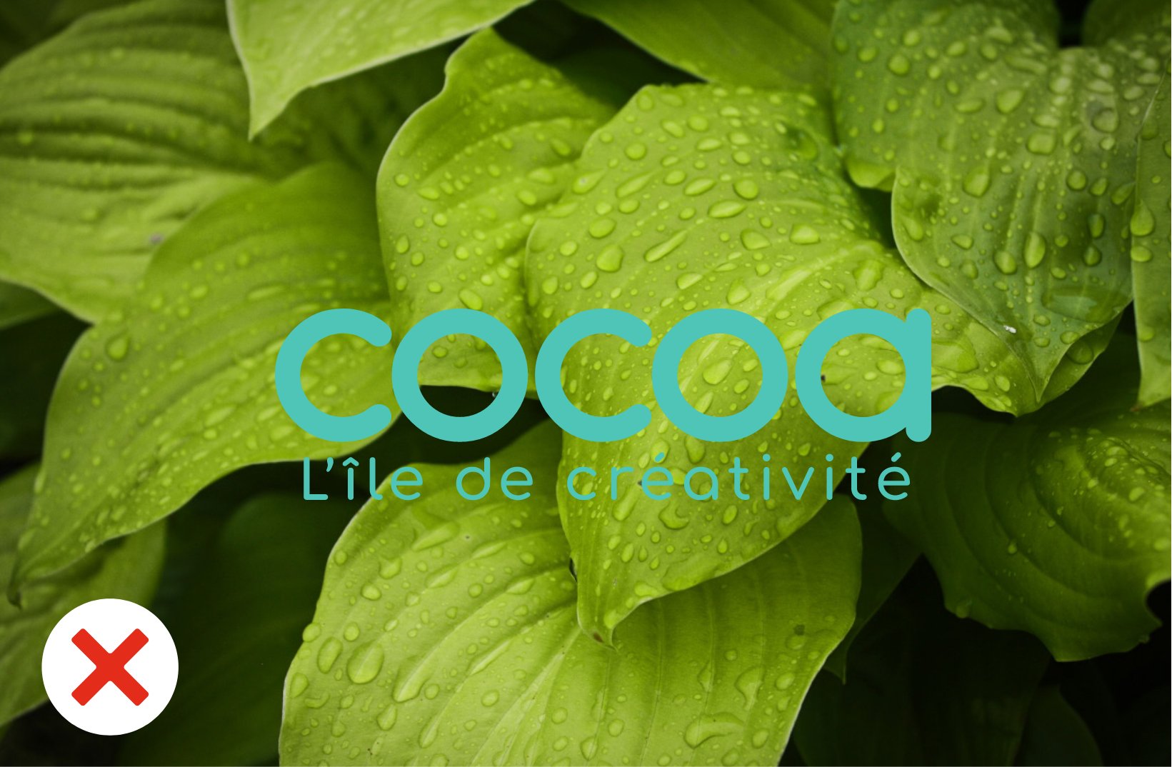regles utilisation cocoa