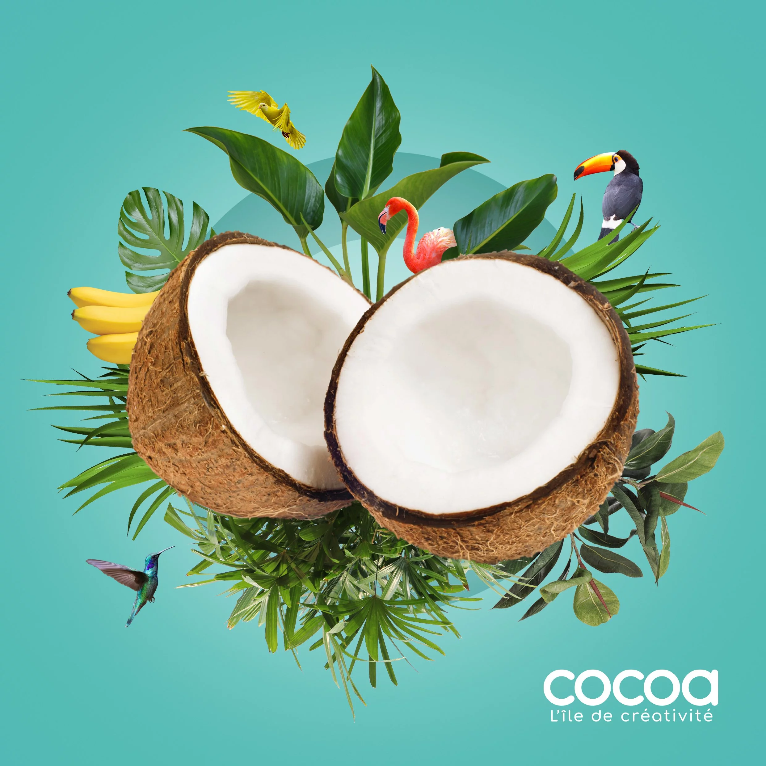 affiches cocoa